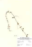 藏品(阿里山繁縷)的圖片